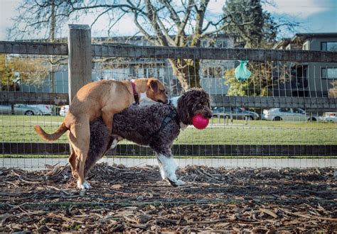 dog hump girl|Dog Humping 101